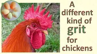 Insoluble grit for chickens' digestion
