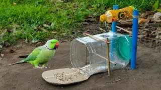 Easy Parrot Trap - Creative Best Parrot Bird Trap Make Using Small Plastic and PVC Pipe #birdtrap