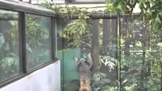 2015.5.10愛撒嬌的無尾熊Tiwi (Cute Koala Tiwi at Taipei Zoo)