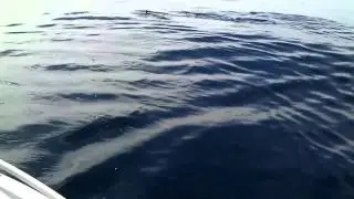 Izor's Reef (on the way out) 1/22/13