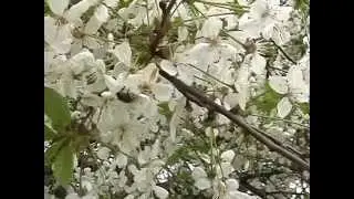 середина весны(Котовск 2014)