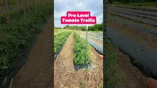 Pro Level Tomato Trellis - Florida Weave #shorts #garden #gardening #tomatoes #growyourownfood #grow