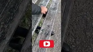 Unveiling the Secret: Master Handfeeding Wild Crows #crow #corvids #crows #raven #cuteanimals