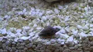 Dwarf Hermit Crabs - Battle over the shell
