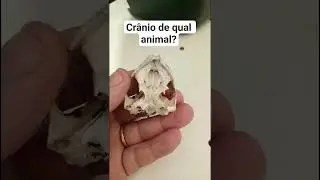 de qual animal? #biology #animais