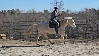 Cotton Candy bridleless 