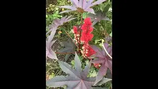 Castor Bean Plant Profile
