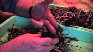 AMARYLLIS - TIPS ON BULB CARE AND STORAGE - READ DESCRIPTION