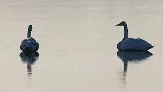Whooper Swan