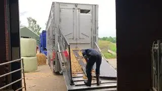 Loading cows for export from The Netherlands to Kazachstan!