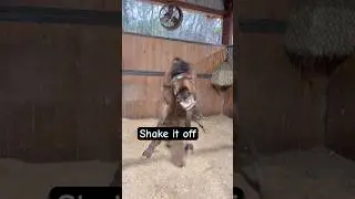 Horses shake just like dogs do 😂 #horse #equestrian #pony #slomo #shake #shorts #funnyanimal #mane