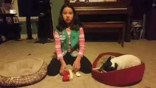 Dog Bone Safety
