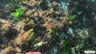 Coonstripe Shrimps | Vancouver Island | Underwater 4K | Snorkelling | 15 10 2025