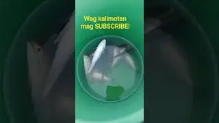 maraming huli!