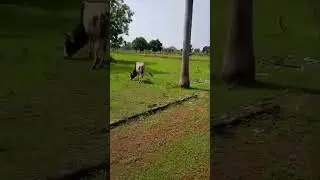 Farm house sale for Bilaspur chhattisgarh ganiyari good location