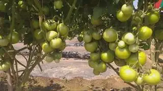Grafted tomato plants