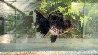 19559 Black Kirin Rosetail Oranda 