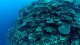 フィジー タベウニ島 多津丸写真集 その1   