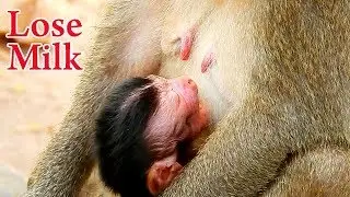 Poor Newborn baby lose Milk for long time | Mom put her Tit far from Newborn's mouth