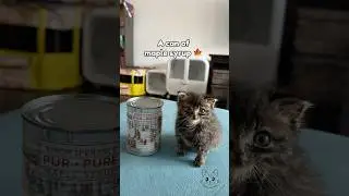 Goose 🪿 vs. Everyday Objects