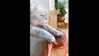 A cat with amazing cooking skills 🍕🥗🌮 #shorts