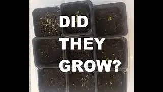 I planted succulent seeds | DID THEY GROW?|