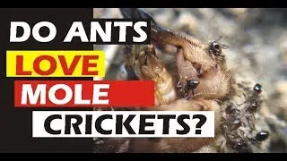 ANT VS MOLE CRICKET | Ants eating a live insect 🙉