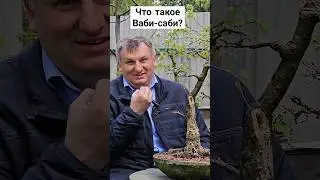 Что такое Ваби-саби? #shorts  #природа #искусство #бонсай #ваби-саби #Япония @Studio.Bonsai