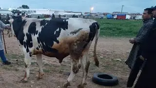 صباح الخير والبركة من سوق الحد بمدينة القصر الكبير كمثل سوق الحد ولاد فرج دكالة شاهد العجل ثور