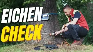 Ein Eichen-Check mit Daniel 🌳🔍