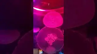 box jellyfish most interesting facts #factsbodh #shorts #trendingfacts #trendingshorts #viral