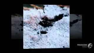 Hyphodontia alutaria - fungi kingdom