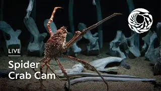 Live Spider Crab Cam &mdash; Monterey Bay Aquarium | Into the Deep