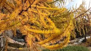 I colori dell'autunno in Valle Stretta