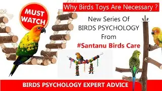 Why Birds Toys Are Necessary ? | New Series Of BIRDS PSYCHOLOGY From @santanubirdscare.