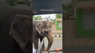 Sauraha😍 #chitwan #sauraha #nepal #elephant #travel #nature #fyp #shorts #support #viral #nepali