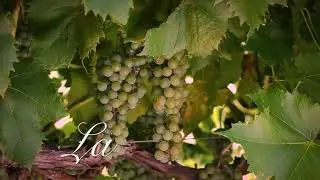 Meet LaCrescent - Iowa Wine Trail