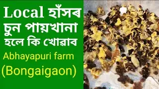 Local hahor farm Abhayapuri (Bongaigaon ) Ph 9101180513