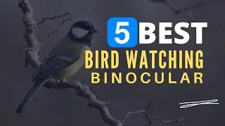 ⭕ Top 5 Best Binoculars for Bird Watching 2021 [Review and Guide]