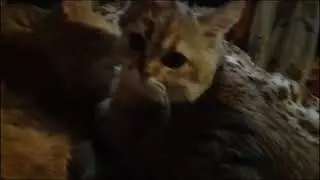 Как растет шотландец КОТ | Часть I 