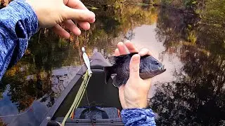 Light Tackle Fishing - Wekiwa Springs State Park (Florida)