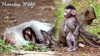 After got milk cute baby very active with Jazzy, Jane monkey family