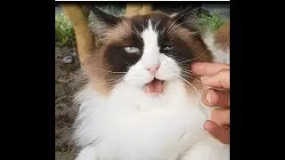 This Cat Got Cattitude   (Timo the Ragdoll Cat)