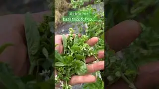 🤔What to do with all those basil flowers? 💚🫖 #summergarden #basiltips #basilrecipes