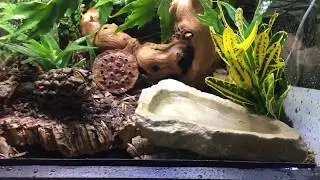How to setup your Terra Firma bioactive kit + custom terrarium build