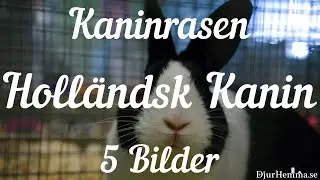 Kaninrasen Holl&auml;ndsk Kanin - 5 Bilder