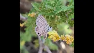 Common Blue butterflies