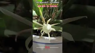 網友捕拍到的曇花一現驚艷瞬間 曇花一現見者好運 #曇花 #好運 #神奇 #amazing #lucky #flowers #shorts
