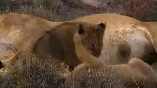 Lion cubs trying to ambush the lioness