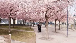 Stockholm Cherry Blossom 2022 - Walking from Lumaparken to Skanstull (with Olov) | Sweden 4K #414